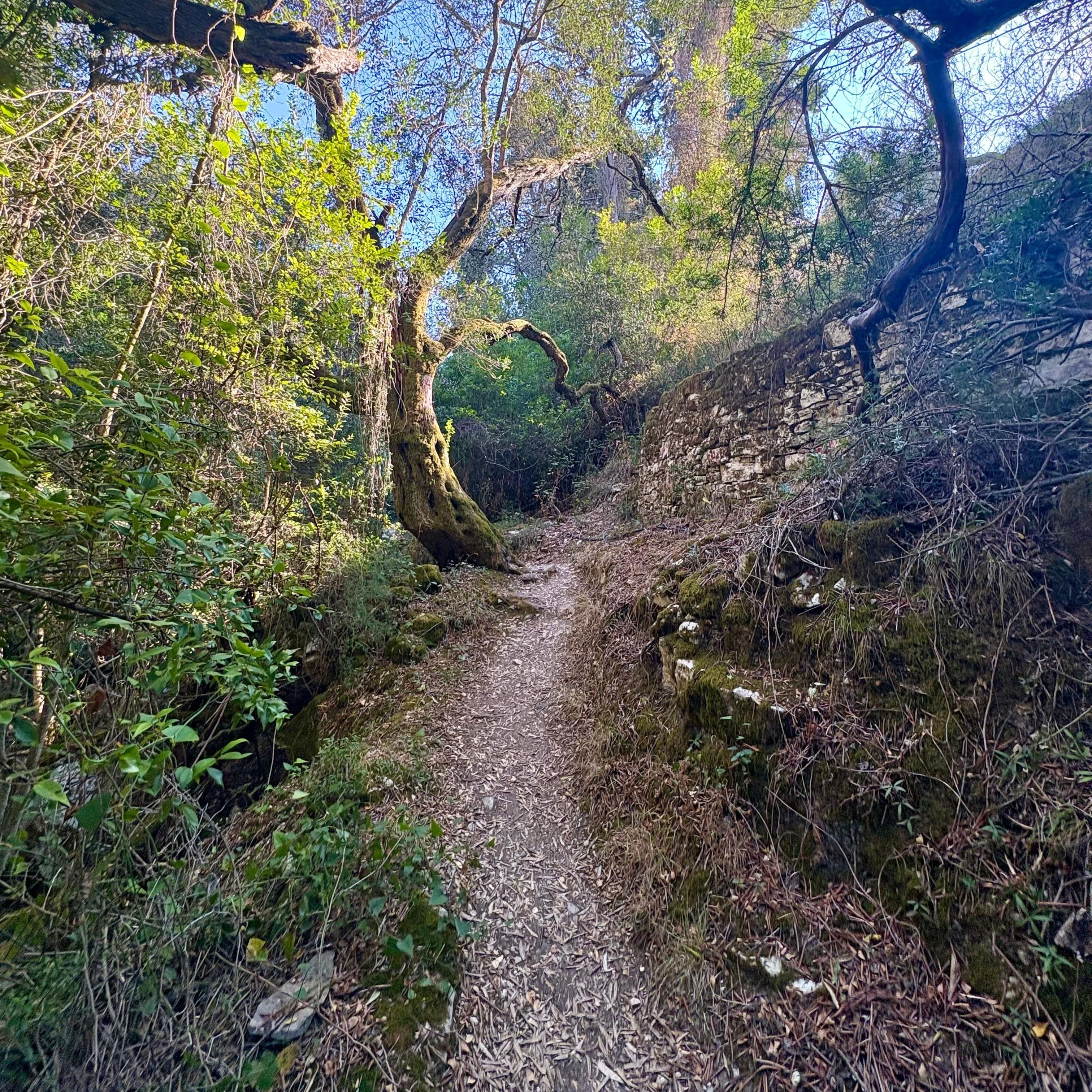 Sentiero tra gli ulivi di Paxos