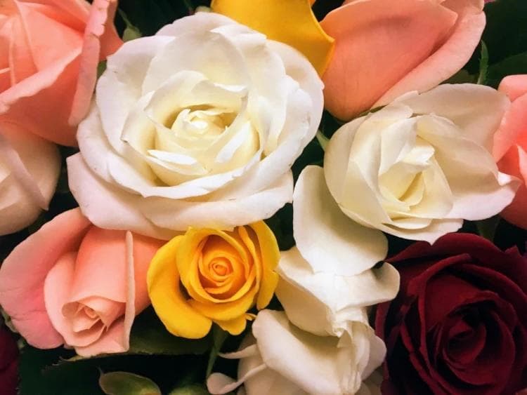 Roses of various colors